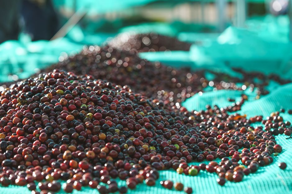 Coffee cherries drying, input cost context for the Dongsuh net margin