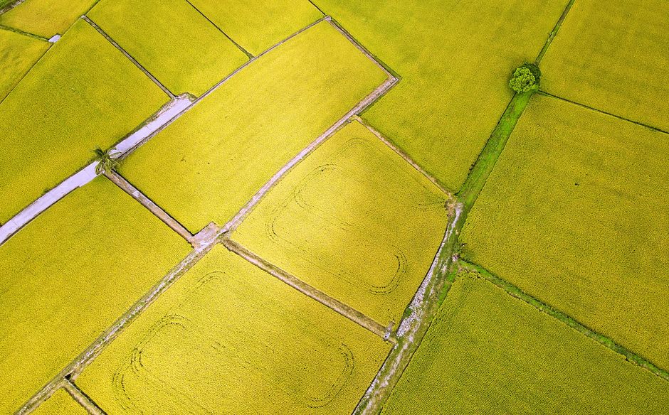 Rice paddies seen from above as the crop ripens