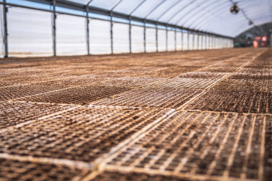 NH Nongwoo Bio stock analysis a vegetable seedling nursery
