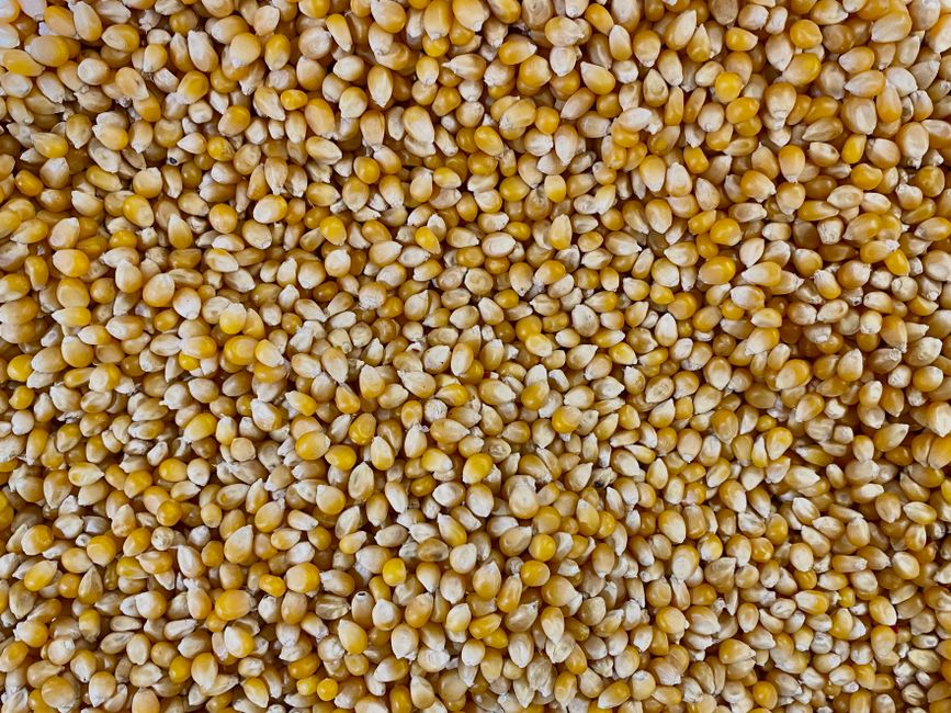 Corn kernels in bulk, the raw input behind Samyang Corp stock